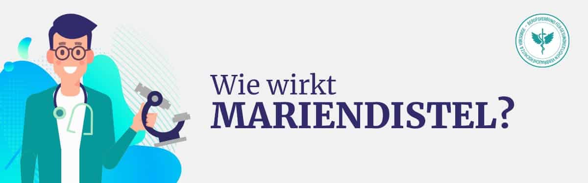 Wie wirkt Mariendistel